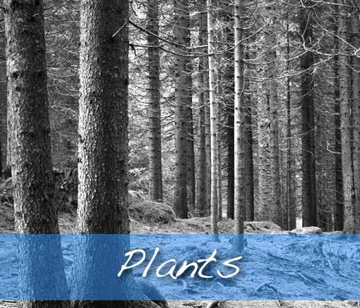 Plants 6Txt CominiMobili Natural Elements